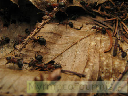 Ouvrières de fourmis rousses Formica polyctena sur leur dôme.