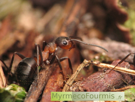 Une fourmi des bois ouvrière vue de profil.