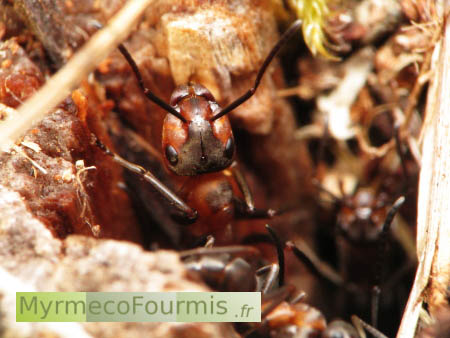 Une fourmi des bois garde une entrée du dôme de la fourmilière.