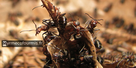 Des fourmis des bois se concentrent sur le dôme de leur fourmilière, fait de brindilles.