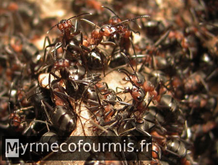 Important rassemblement d'ouvrières de fourmis des bois sur le sommet de leur fourmilière.