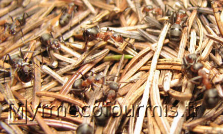 Port social entre plusieurs fourmis des bois.