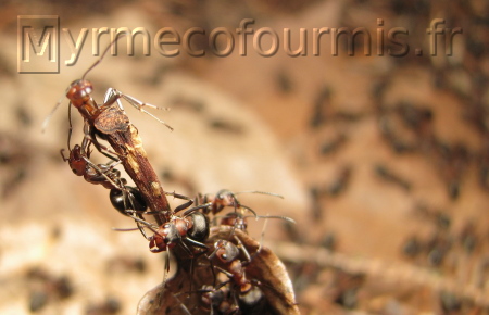 Les fourmis des bois grimpent sur un des sommets du dôme de leur fourmilière pour la défendre.