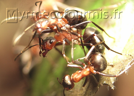 Ouvrières des fourmis des bois Formica polyctena sur feuille.
