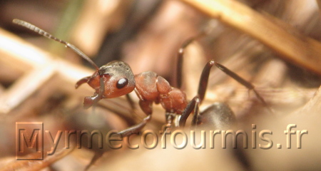 Ouvrière de fourmis rousses dans les brindilles et aiguilles de pin.