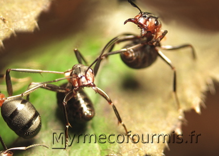 Deux fourmis des bois ou fourmis rosses Formica qui vont projeter de l'acide formique.