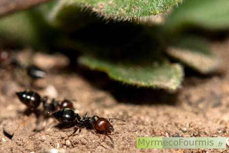 Ouvrières Crematogaster scutellaris, des fourmis acrobates au corps noir et à la tête rouge.