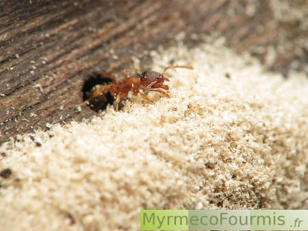 Fourmilière de fourmis du genre Temnothorax dans du bois.
