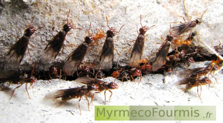 Des fourmis ailées princesses de l'espèce Lasius umbratus ou Lasius mixtus, à fondation dépendante.