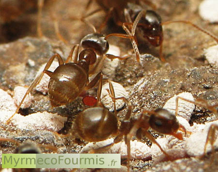 Des fourmis du genre Lasius, peut-être Lasius brunneus, avec des acariens rouges accrochés à leurs pattes, et des pseudococcidae blancs dans leur fourmilière.