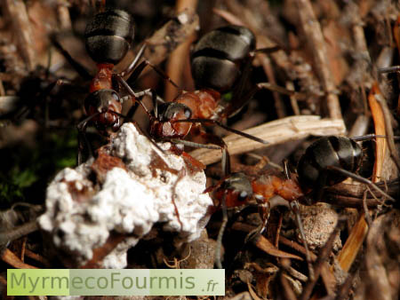 Trois fourmis rousses des bois tirent un bloc de résine de sapin dont elles se servent comme "médicament".