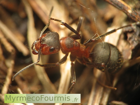 Une fourmi des bois de l'espèce Formica pratensis, avec un large tache noire bien définie à l'avant de son thorax orange.