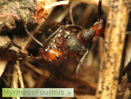 Deux fourmis des bois se battent sur un nid.
