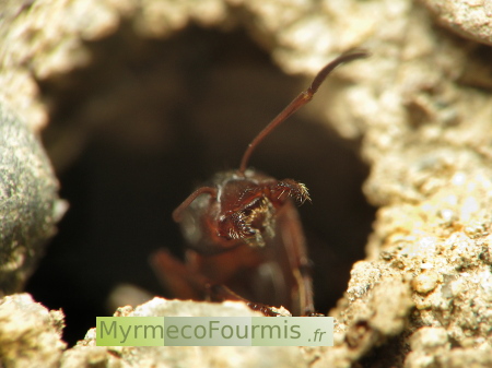 Une fourmis de l'espèce Formica rufibarbis garde l'entrée de la fourmilière. Sur cette photographie on voit une fourmi ouvrière avec les mandibules écartées à l'entrée d'une galerie sombre.