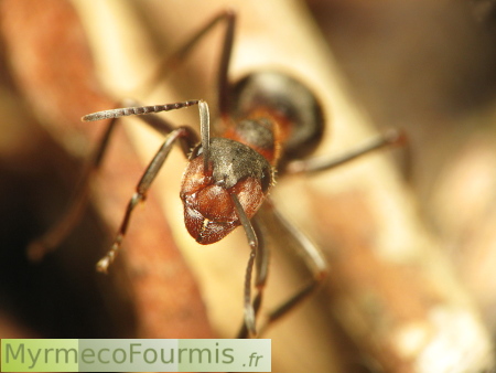 Une fourmi ouvrière de l'espèce Formica pratensis, orange et noire. Ces fourmis sont aussi appelées fourmis des bois ou fourmis rousses et construisent des nids de brindilles.