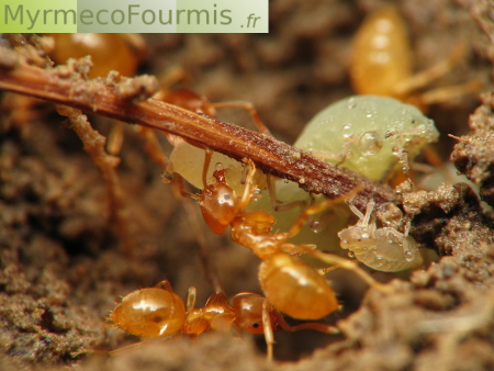 Photographie macro d'une fourmi jaune s'occupant de pucerons de racines de couleur blanche verdâtre, sous terre.