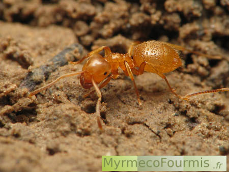 Une fourmi jaune orange est couverte de gouttelettes de condensation après s'être réveillée à la sortie de l'hiver.