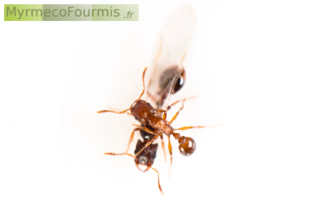 Une fourmi ailée (princesse, future reine) de Strongylognathus testaceus sous une ouvrière de la même espèce. On peut différencier les ouvrières de Strongylognathus testaceus des ouvrières Tetramorium par leur couleur brun doré.