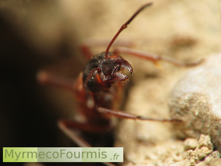 Gros plan sur les mandibules d'une fourmi du genre Formica.