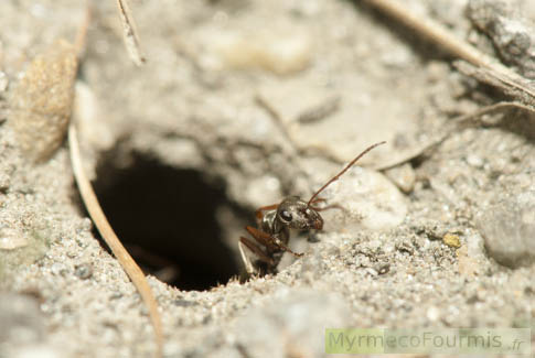 Une fourmi ouvrière de Formica selysi à l'entrée de son nid creusé dans le sable alluvial d'une rivière de montagne.