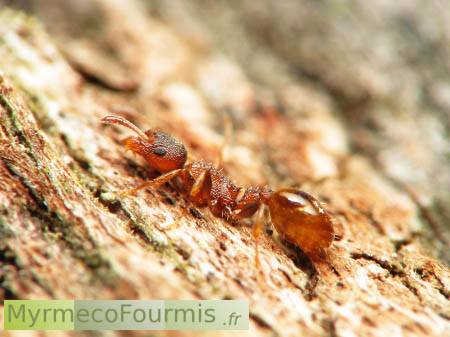Une fourmi lignicole orange et brune sur le tronc d'un arbre, du genre Temnothorax.
