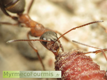 Une fourmi tire un cadavre animal (ver de terre ou lombric) jusqu'à son nid. Photo macro.
