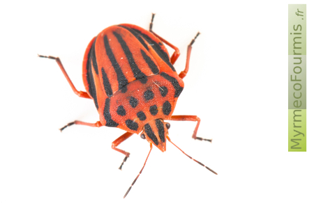 Une punaise orange et rouge à bandes et points noirs, Graphosoma semipunctatum.