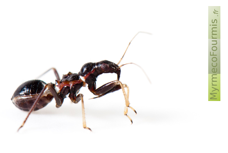 Punaise myrmécomorphe noire ressemblant à une fourmi sur fond blanc vue de profil en photo macro.
