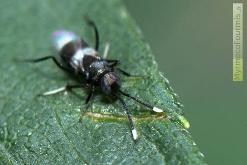 Encyrtidae femelle, Homalotylus flaminius à la recherche d'une larve de coccinelle.