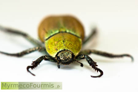 Macrophotographie d'Hoplia argentea, l'hoplie argenté, un scarabée aux couleur jaune d'or et au dessous du corps entièrement gris métallique ou argenté. Isère, 2013. Photo sur fond blanc.