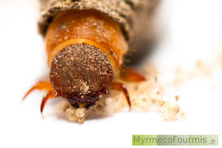 Clytra sp mangeant des larves de Lasius neglectus.