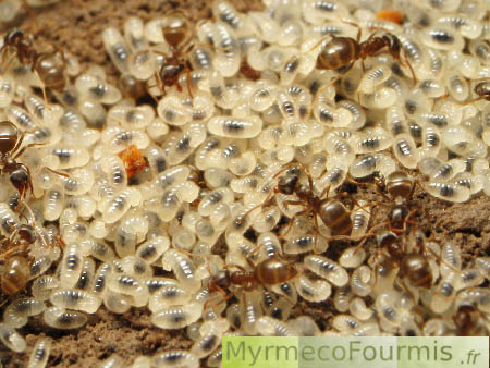 De très nombreuses larves de fourmis du genre Lasius sous une pierre. On voit quelques ouvrières brunes s'occuper des larves. Les larves sont blanches avec une tache sombre au centre qui correspond à leur système digestif, visible par transparence.