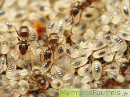 Quatre fourmis du genre Lasius prennent soin de très nombreuses larves de fourmis. Les larves de fourmis sont blanches avec des taches sombres et possèdent un corps annelé couvert de soies.