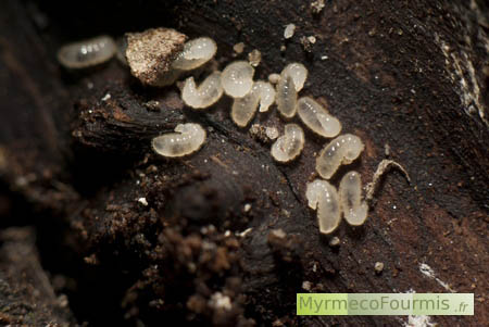 Larves des fourmis Lasius neglectus dans une fourmilière.