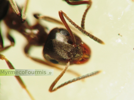 Une petite fourmi noire mange du sucre.
