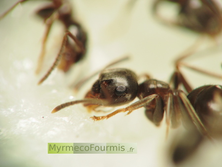 Des fourmis noires lèchent un morceau de sucre tombé au sol.