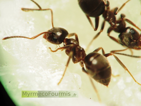 Des petites fourmis noires des jardin lèchent un morceau de sucre.