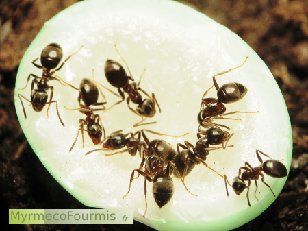 Des fourmis noires des jardins, Lasius niger, sur un morceau de sucre.