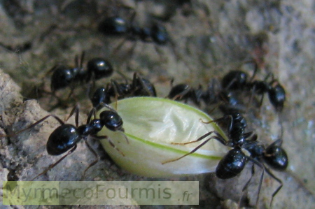 Macrophotographie d'un groupe de fourmis noire brillantes dégageant une forte odeur de citronnelle, affairées autour d'un grain de blé à la sève sucrée.
