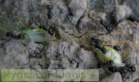 Photographie de quelques ouvrières de la fourmi noire à odeur de citronelle Lasius fuliginosus, prélevant la sève de quelques grains de blés sucrés tombés au sol.