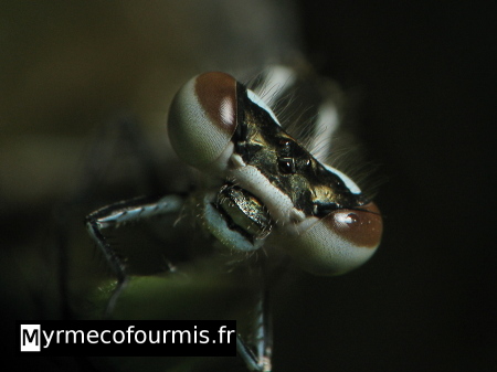 Gros plan sur la tête d'une demoiselle (insecte odonate proche des libellules), l'agrion jouvencelle Coenagrion puella.