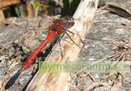 Macrophotographie d'une autre libellule rouge sur une branche, vue de dos.
