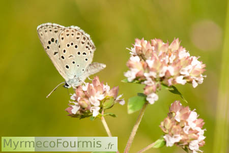 Le papillon Maculinea arion se nourrit sur une fleur d'Origan.