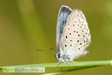 Maculinea Phengaris arion, l'azuré du serpolet.
