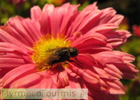 Une mouche noire sur une fleur rose et jaune.