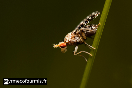 Trypetoptera punctulata (Diptera, Sciomyzidae)