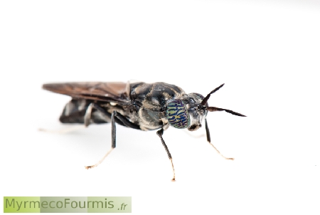 Une Hermetia illucens, communément appelée mouche soldate noire, est capturée dans cette photographie macro. Le contraste saisissant entre le corps noir profond de l'insecte et le fond blanc met en évidence ses traits distinctifs, y compris ses ailes translucides et ses antennes fines.