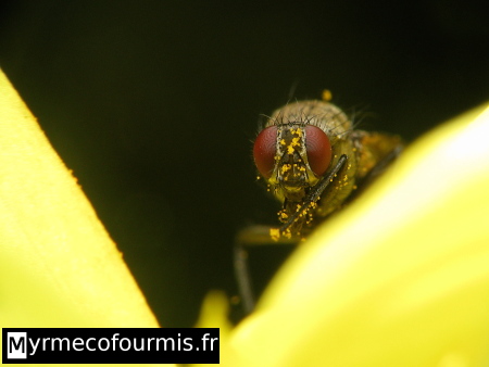 Macro d'une mouche à yeux rouges sur fleur jaune.