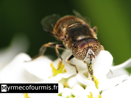 Un insecte, une mouche de la famille des syrphes, Eristalis tenax, butinant des fleurs blanches et participant à la pollinisation.