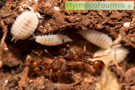 Cloporte commensaux des fourmis hôtes du Maculinea arion, l'Azuré du Serpolet.